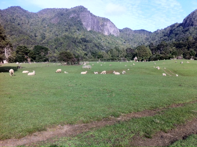 28 September 2011 à 09h23 - Notre 1er camping lors de notre retour en NZ au milieu des moutons!